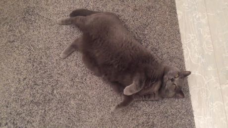 Kaiser die Katze