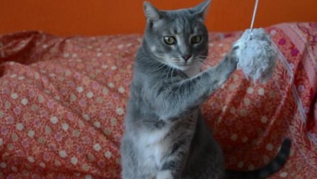 Ferdinand der Kater