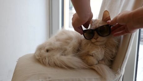Sansibar die Katze